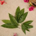 Aam Patta (10 Pcs)