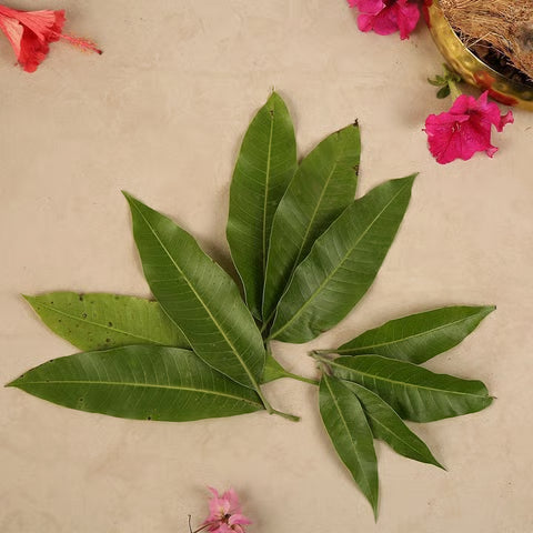 Aam Patta (10 Pcs)