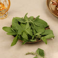 Tulsi Patta (10g)